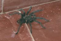 Spider outside room