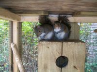 squirrels