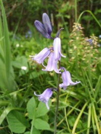 Hyacinthoides in our garden