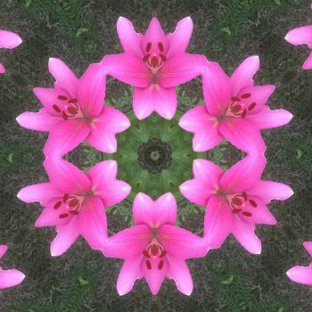 Kaleidoscope 51 just lilies medium