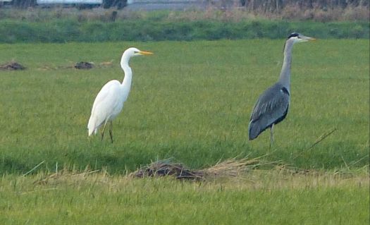 large egret and grey heron (grote zilverreiger en blauwe reiger)