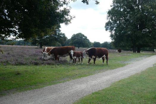 Part of the heath is grazed by a small herd of cows (+ calves + bull). People can walk here and pass, but have to keep distance. Problem is: the cows don't keep distance!!!!