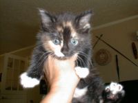 Calicat Face 5-5-01