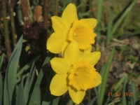Narcisky