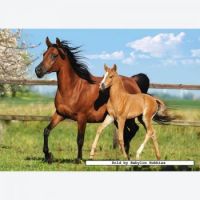 260-pcs---mare-and-foal-by-castorland