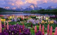 Beautiful Spring