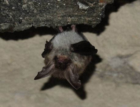 Bat1