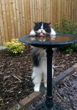 Who's The Joker Who Put The Cat's Water Up Here?