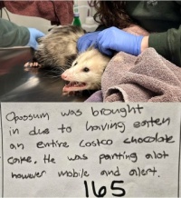 Opossum Ate the Cake