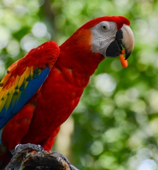 Solve Macaw Eats jigsaw puzzle online with 90 pieces