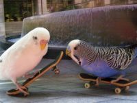 Cool budgies are too cool