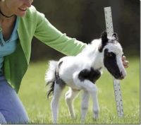 Einstein - The World's Smallest Horse.