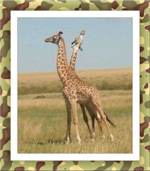 Žirafí pár...  Giraffe couple ...