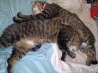 Attn: Gail (Octomom)...My spoiled rotten babies...My Princess and Queenie