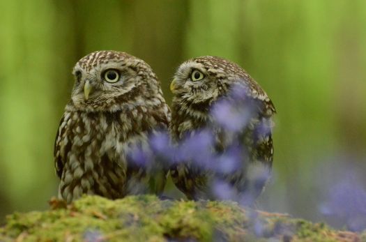 Owl couple
