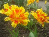 tulpe3
