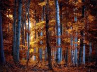 autumn forest -hard