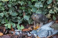 Sparrow hawk