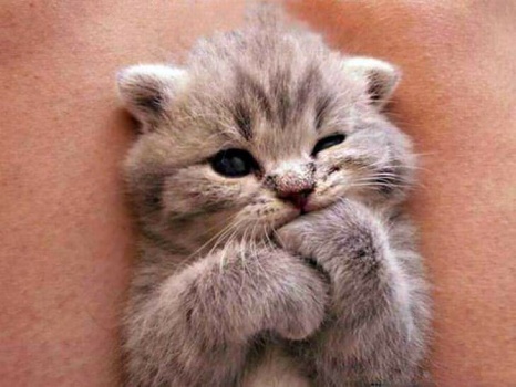 Cute kitten thinking...