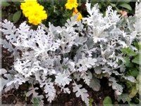 Jacobaea maritima  -   silver ragwort  -  Starček přímořský