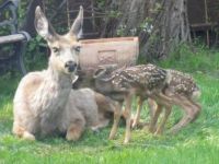 mom and newborn twins