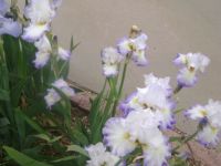 Me and my Flowers