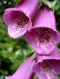 Amazing-flowers