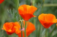 Oregon Poppies