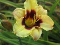 Day Lily: Baby Tiger Paws