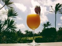 palm trees & drink