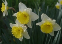Daffodils
