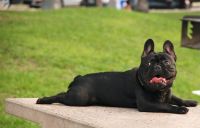 Dog relaxing in the park