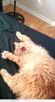 I'Z A FURRY MONSTER...RRRAAWWWRRR...