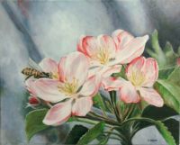 Apple Blossoms and Honey Bee