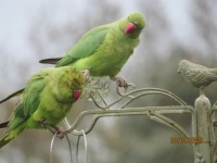 Squabbling Rose Ringed Parakeets