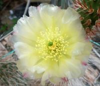 Ouchi Flower Close Up