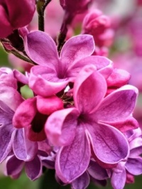 🍀🌸 Scent Incarnate 🌸🍀