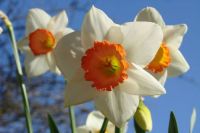 Perfectly beautiful in their simplicity.