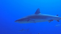 Grey Shark