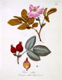 German School - Rosa villosa, illustration from a book of German wild flowers by Johann Daniel von Reitter published c1803-5