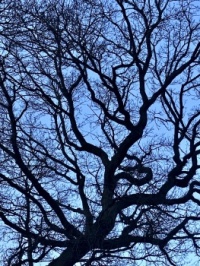 Oak Branches