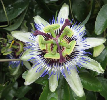 Passion Flower