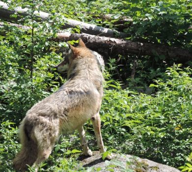 Vlk na Šumavě 2017