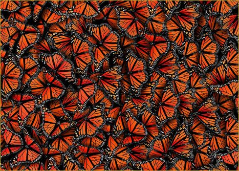 Solve Monarchs (plant Milkweed!!!) jigsaw puzzle online with 513 pieces