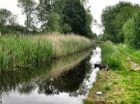 Montgomery Canal & inquisitive dog