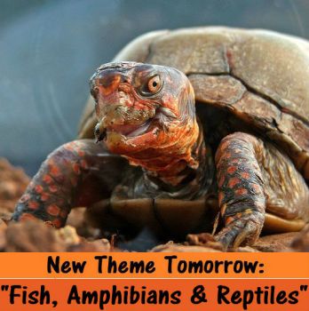 New Multi-Theme Tomorrow: "Fish, Amphibians & Reptiles"  ENJOY