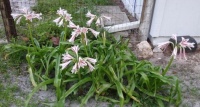 Milk and wine crinum lilies May 4, 2023