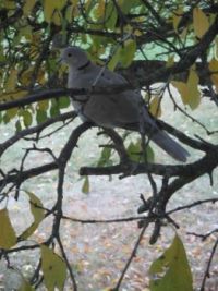 Dove in the Plum tree