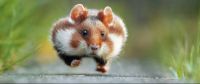 runnin' rodent