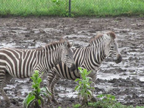 Zebras at the Zoo